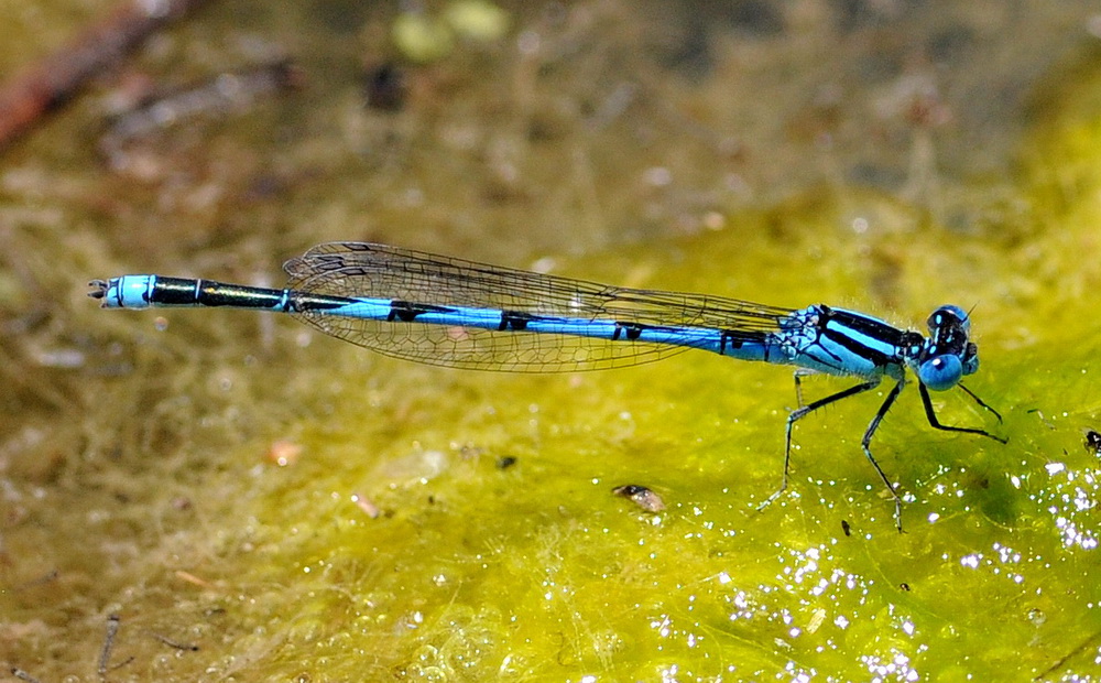 Coenagrion sp. ??  No, Erythromma lindenii, maschio (Coenagrionidae)